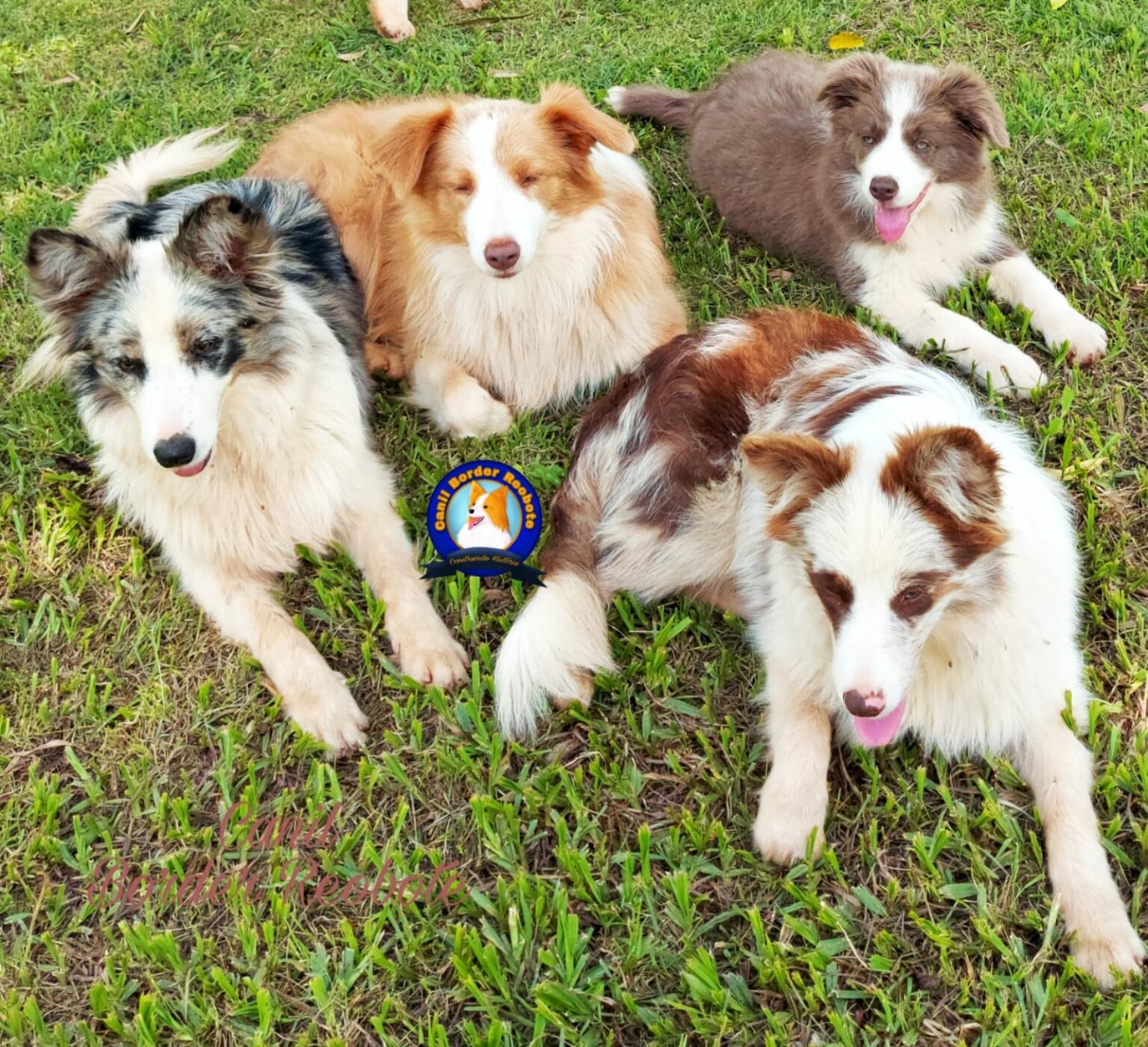 Canil Border Reobote – Especializado na Criação de Border Collies